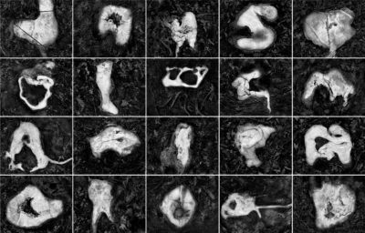 composizione di di dodici quadretti con dettagli di radici