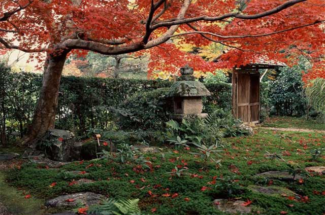 dettaglio di giardino giapponese con recinto, porta di legno, piante e albero con le foglie rosse