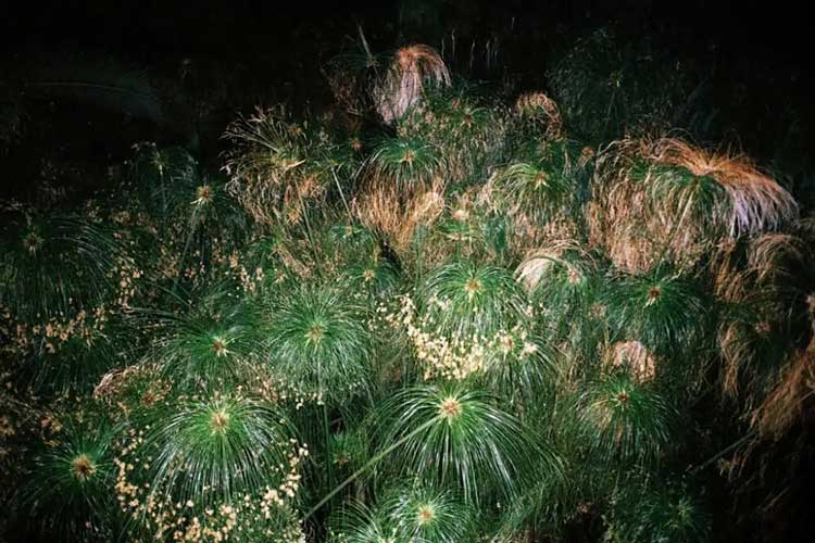 fotografia a colori di piante fiorite e secche