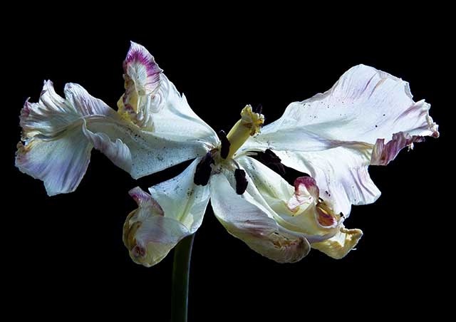 fotografia a colori di una orchidea bianca con striature gialle e viola su sfondo nero