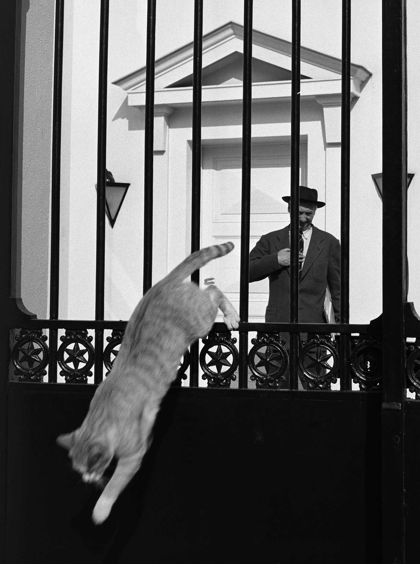 uomo con cappello davanti a cancello e gatto che salta