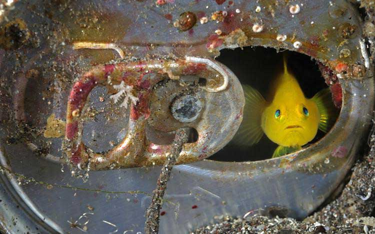 pesciolino giallo che si affaccia dall'interno di una lattina arrugginita nel mare