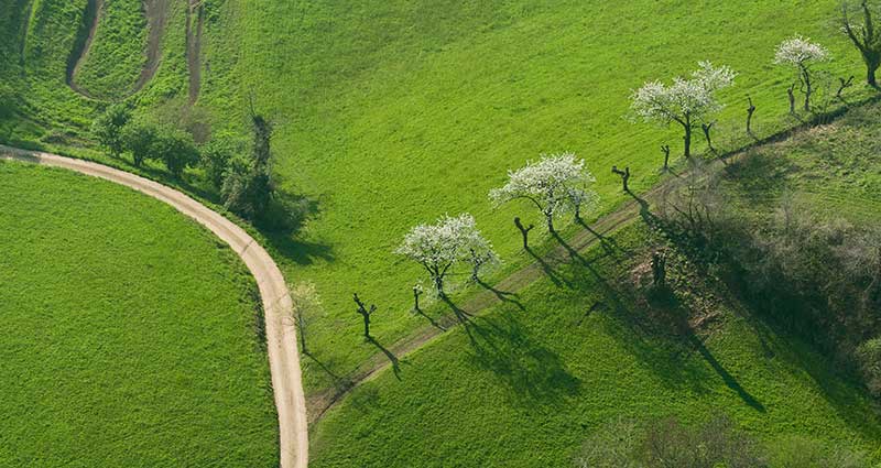 strada in mezzo ad un prato con filare di alberi vista dall'alto