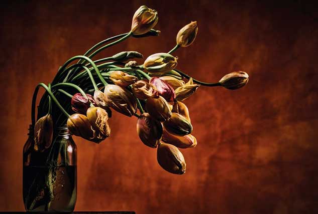 mazzo di tulipani appassiti in un vaso