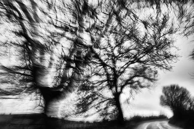 immagine in bianco e nero mossa di due alberi