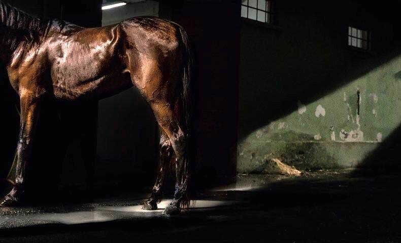 cavallo in una stalla