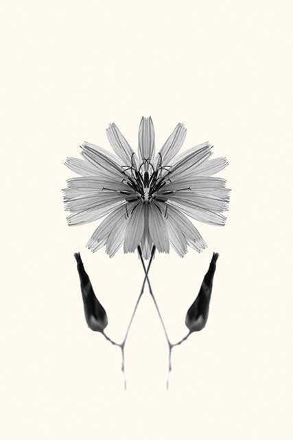 immagine di fiore su sfondo bianco