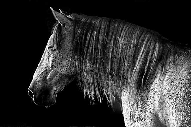 Profilo di muso di cavallo bianco con macchie nere e folta criniera