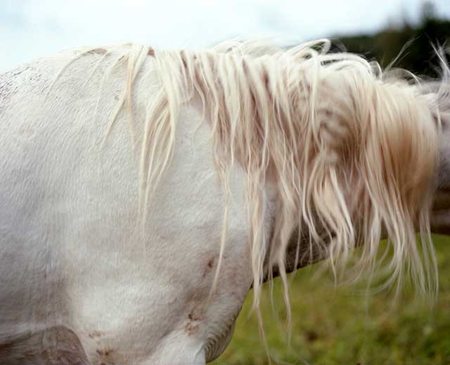 dettaglio di criniera di cavallo bianco