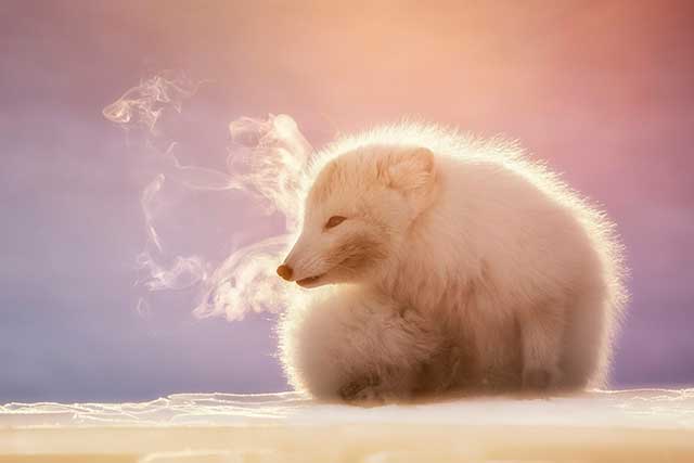 cucciolo di orso bianco rannicchiato sulla neve