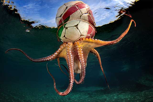 polipo nel mare incastrato in un pallone da calcio