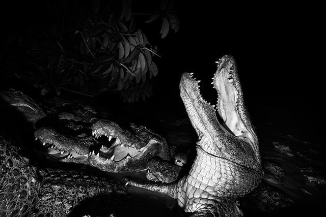 phest see beyond the sea fotografia in bianco e nero molto scura di alligatore con la bocca spalancata insieme ad altri alligatori nell'acqua