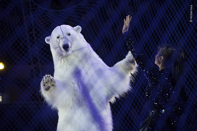 WILDLIFE PHOTOGRAPHER OF THE YEAR orso bianco con museruola sul muso aggrappato a rete metallica con davanti donna vestita con abito blu scuro con lustrini e coda di cavallo con braccio alzato che lo incita ad alzarsi su due zampe