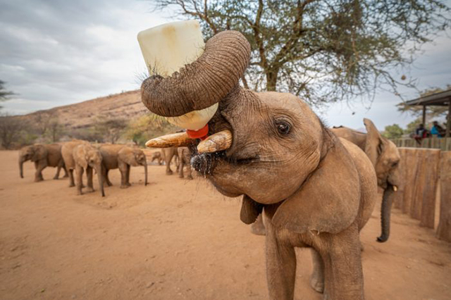 Siena Awards Festival piccolo elefantino che beve con la proboscide da una bottiglia di plastica bianca con il tappo rosso