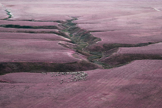 ilaria ferretti manifesto foto a colori di paesaggio desertico tinto di viola visto dall'altro con enormi spaccature del terreno e gruppo di pecore che pascolano