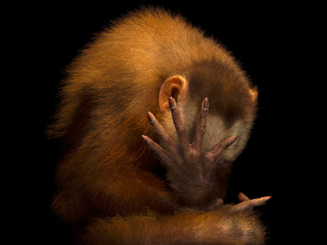 Joel Sartore Photo Ark foto a colori di scimmia denominata cappuccino piangente che davnti all'obiettivo si nasconde il muso con la zampa