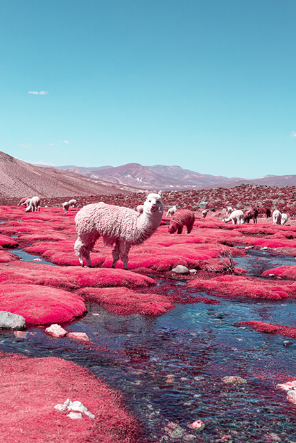 UNITED COLOR OF PHOTOGRAPHY foto agli infrarossi di piccolo lama che guarda in camera circondato da altri lama che bevono in pozze d'acqua