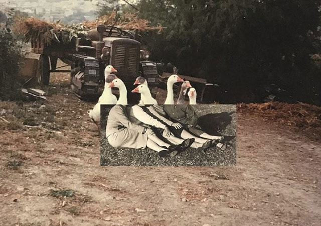 YOUNG PHOTOGRAPHERS FROM ITALIAN ACADEMIES #2 foto a colori di gruppo di oche bianche con davanti foto in bianco e nero di gambe di donna e dietro un trattore contenente rami di alberi