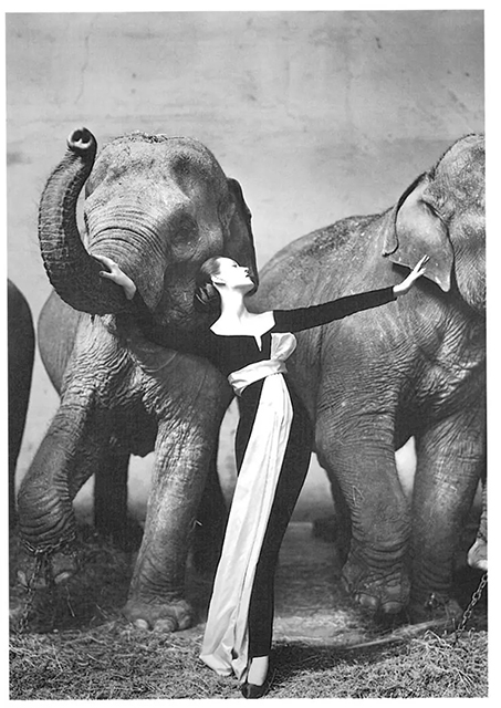 Richard Avedon - Milano Relationships modella con vestito lungo bianco e nero che posa davanti a due elefanti
