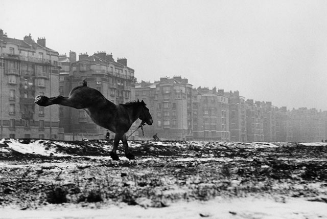 Sabine Weiss Genova foto in bianco e nero di cavallo che salta in mezzo alla neve