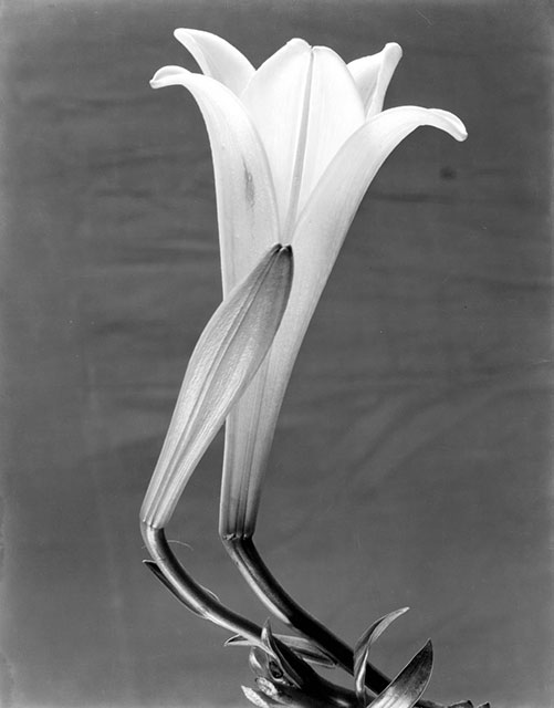 Tina Modotti - Aosta La genesi di uno sguardo moderno foto in bianco e nero di fiore bianco aperto e fiore più piccolo chiuso