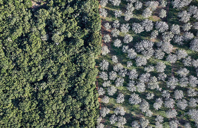 Edward Burtynsky Bari foto a colori di distesa di ulivi visto dall'alto