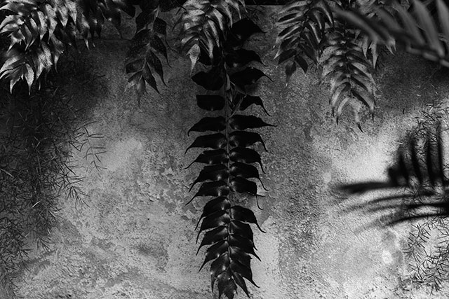 Karmen Korak Roma foto in bianco e nero di foglie scure che pendono da un muro