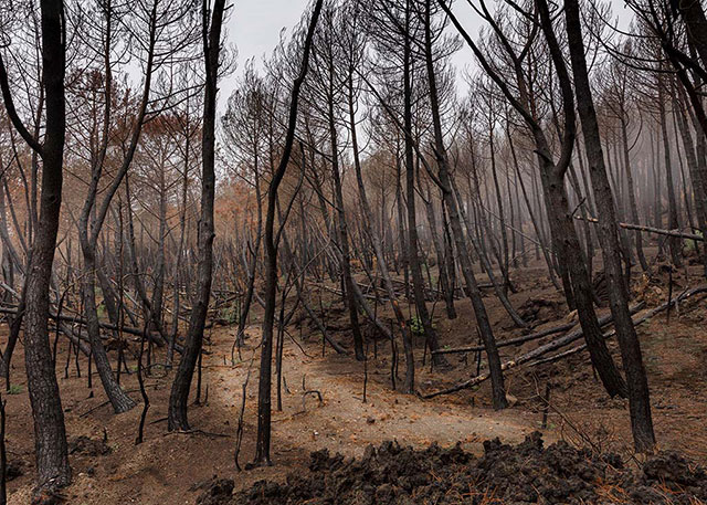 Maurizio Esposito e Claire Power Napoli foto a colori di bosco con alberi completamente bruciati