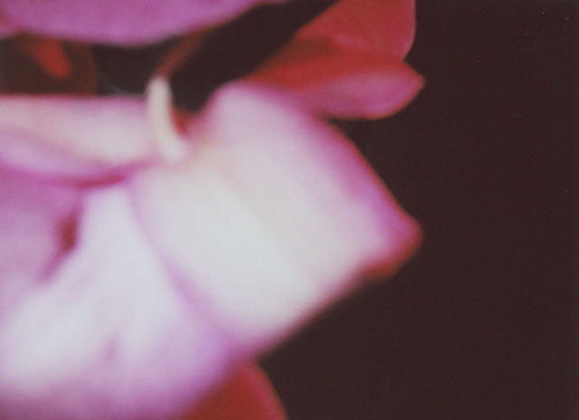 Valentina D'Accardi Bologna foto a colori di dettaglio di petalo di fiore rosa sfocato