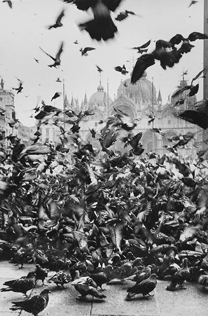 Inge Morath Venezia foto in bianco e nero di Piazza San Marco invasa dai piccioni