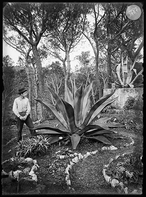 L'occhio della scienza Firenze uomo in giardino che guarda un enorme agave