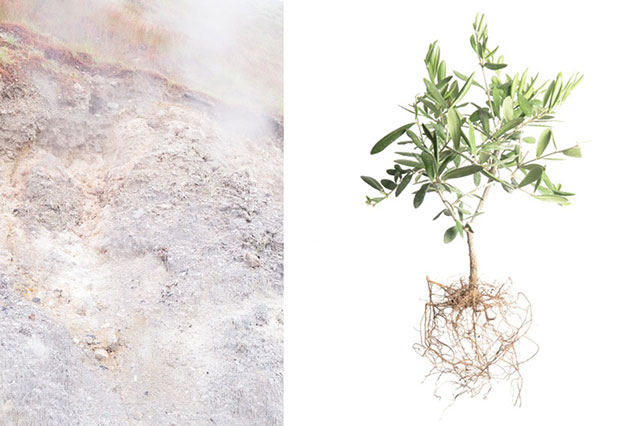 Massimiliano Gatti e Jacopo Valentini Milano due foto a colori una particolare di terreno e l'altra pianta con le radici