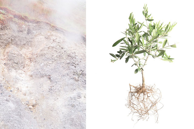Massimiliano Gatti e Jacopo Valentini Milano due foto a colori una particolare di terreno e l'altra pianta con le radici
