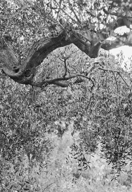 Aaron Shuman Milano foto in bianco e nero di dettaglio di pianta di ulivo