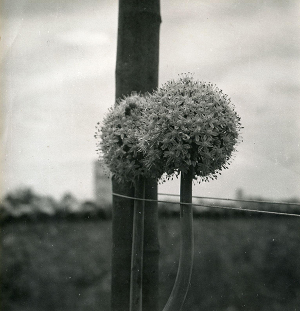 Emilio Scanavino Milano foto in bianco e nero di due fiori legati ad un palo di legno in campagna