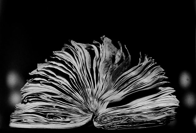 Fulvio Magurno Milano foto in bianco e nero di libro aperto
