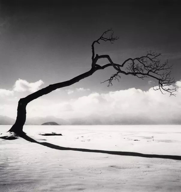Michael Kenna Reggio Emilia foto in bianco e nero di grande albero spoglio su distesa bianca