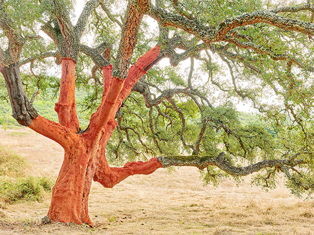 Olivo Barbieri Nuoro foto a colori di albero con il tronco arancione