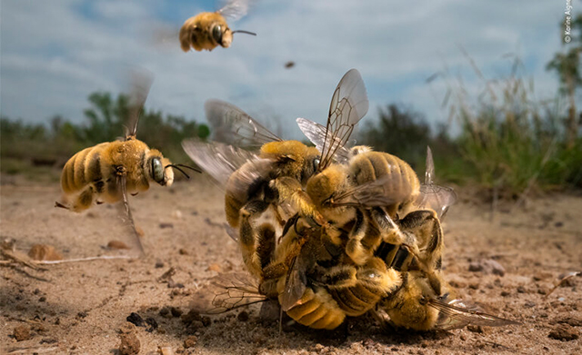 Wildlife Photographer of the Year Bard foto a colori di api che formano una palla