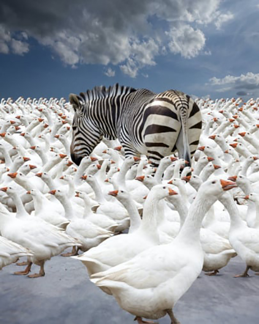 Bart Herreman Massa foto a colori di zebra circondata da centinaia di oche