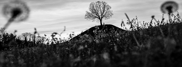 Lorenzo Zoppolato San Vito al Tagliamento foto in bianco e nero di prato con sullo sfondo albero su collina