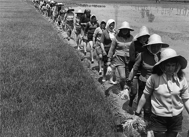 Tino Petrelli Piacenza foto in bianco e nero di mondine in fila in un campo