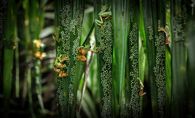 Wildlife Photographer of the Year Milano foto a colori di rane arrampicate sulle foglie