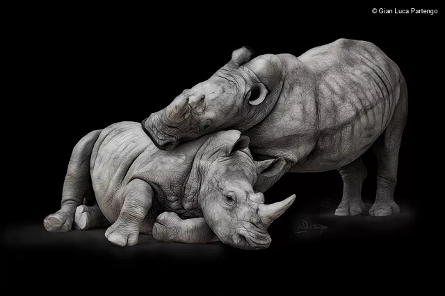 Colline Cultura Photo Festival S. Raffaele alto foto in bianco e nero di due rinoceronti