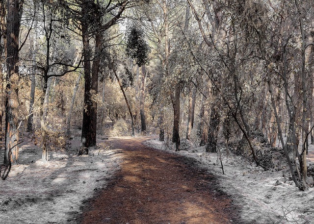 Maurizio Esposito Napoli foto a colori di alberi bruciati ricoperti di cenere