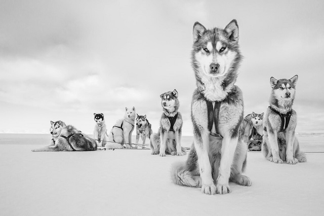 Cristina Mittermeier Torino foto in bianco e nero di cani husky nella neve