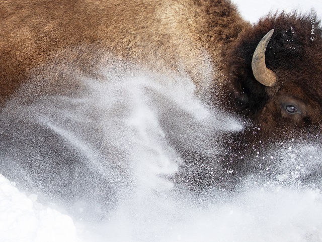 Wildlife Photographer of the Year,Bard foto a colori di dettaglio di bisonte nella neve