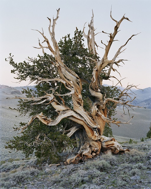 Mitch Epstein Torino foto a colori di albero secco